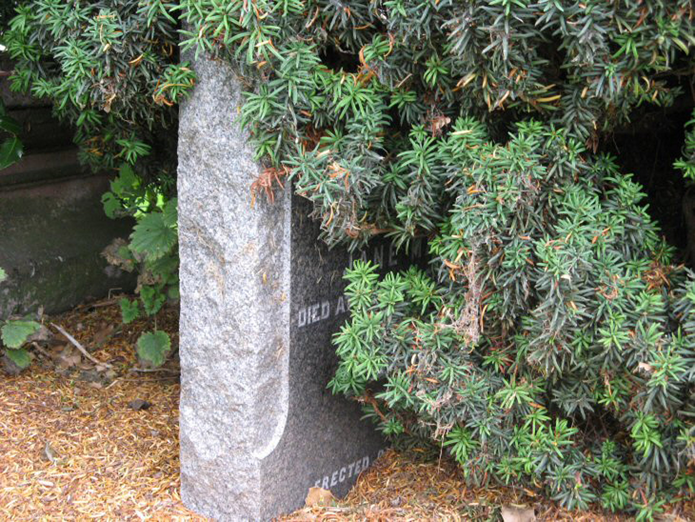 Photo of headstones/John MacLennan d 1898 MI Kilchrist, Urray